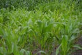 Young Corn plants in a well-irrigated Field Royalty Free Stock Photo
