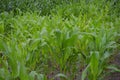 Young Corn plants in a well-irrigated Field