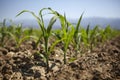 Young corn seedling grows at spring Royalty Free Stock Photo