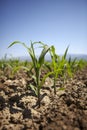 Young corn seedling grows at spring Royalty Free Stock Photo