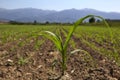Young corn seedling grows at spring Royalty Free Stock Photo