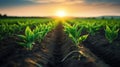 Young corn seedlings growing on a field at sunset. Agricultural landscape Generative AI