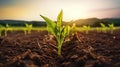 Young corn seedlings growing in the field at sunset, agriculture concept Generative AI
