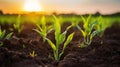 Young corn seedlings growing in the soil at sunset. Close-up. Generative AI
