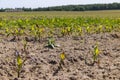 young corn sprouts in early summer, a field Royalty Free Stock Photo