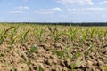 young corn sprouts in early summer, a field Royalty Free Stock Photo