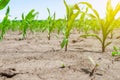 Young corn sprouts on the field in early summer Royalty Free Stock Photo