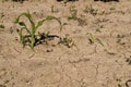 Young corn stalks Royalty Free Stock Photo