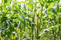 Young corn on tree Royalty Free Stock Photo