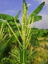 Young corn tree Royalty Free Stock Photo
