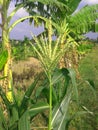 Young corn tree Royalty Free Stock Photo