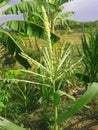 Young corn tree Royalty Free Stock Photo