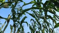 Young corn tree with leaves soaring up Royalty Free Stock Photo