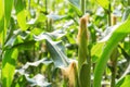 Young corn on tree. Royalty Free Stock Photo