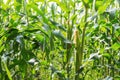 Young corn on tree. Royalty Free Stock Photo
