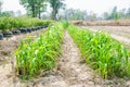Young corn tree Royalty Free Stock Photo