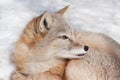 Young corsac fox close up. Animals in wildlife.