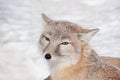 Young corsac fox is looking into the camera. Animals in wildlife.