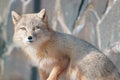 Young corsac fox looks into the camera.