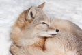 Young corsac fox is lying on the snow. Animals in wildlife.