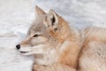 Young corsac fox is lying on the snow. Wild animal with fluffy and warm fur.