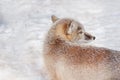 Young corsac fox is lying on white snow. Animals in wildlife.