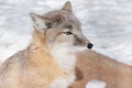 Young corsac fox is lying on white snow. Wild animal with fluffy and warm fur.