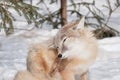 Young corsac fox scratches itself behind the ear. Animals in wildlife.