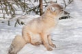 Young corsac fox is sitting on white snow. Animals in wildlife.