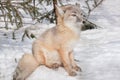 Young corsac fox is sitting on white snow. Animals in wildlife.