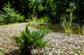 Young Cossack juniper Juniperus sabina Tamariscifolia fits perfectly into the design of the garden. Juniper grows on the gray pebb Royalty Free Stock Photo