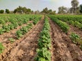 Young growing up field of cotton crop, landscape view Royalty Free Stock Photo