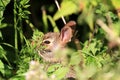 Young cotton tail rabbit in sun Royalty Free Stock Photo
