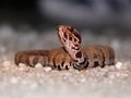 Young cottonmouth Royalty Free Stock Photo