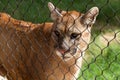 Young Cougar Cat