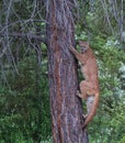 Young Cougar or Mountain Lion