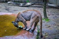 Young cougar playing with a ball