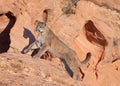 Young cougar running up a red sandstone ledge with the evening sun casting his shadow on the rock wall beside him Royalty Free Stock Photo