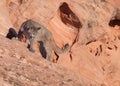 Young cougar standing on a red sandstone ledge looking back over it`s shoulder towards the ground below