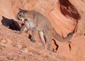 Young cougar standing on a sloping ledge of red sandstone in Southern Utah