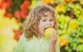 Young country boy is eating an apple on an apple orchard or farm. Royalty Free Stock Photo