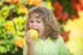 Young country boy is eating an apple on an apple orchard or farm. Royalty Free Stock Photo