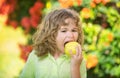 Young country boy is eating an apple on an apple orchard or farm. Royalty Free Stock Photo