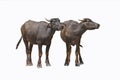 Young couple Asian buffalo on white background