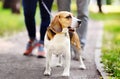 Young couple with Beagle dog wearing in collar and leash walking in the summer park Royalty Free Stock Photo