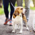 Young couple with Beagle dog wearing in collar and leash walking in the summer park Royalty Free Stock Photo