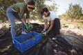 Young couple collecting olives at farm Royalty Free Stock Photo