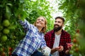 Young couple of farmers working in greenhouse, with organic bio tomato. Royalty Free Stock Photo