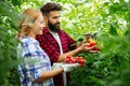 Young couple of farmers working in greenhouse, with organic bio tomato. Royalty Free Stock Photo