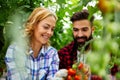 Young couple of farmers working in greenhouse, with organic bio tomato. Royalty Free Stock Photo